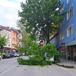 Bursa’da Kırılan Ağaç Kamyonetin Üzerine Devrildi