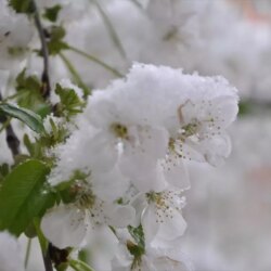 Gümüşhacıköy’de Meyve Ağaçlarına Don Zararı