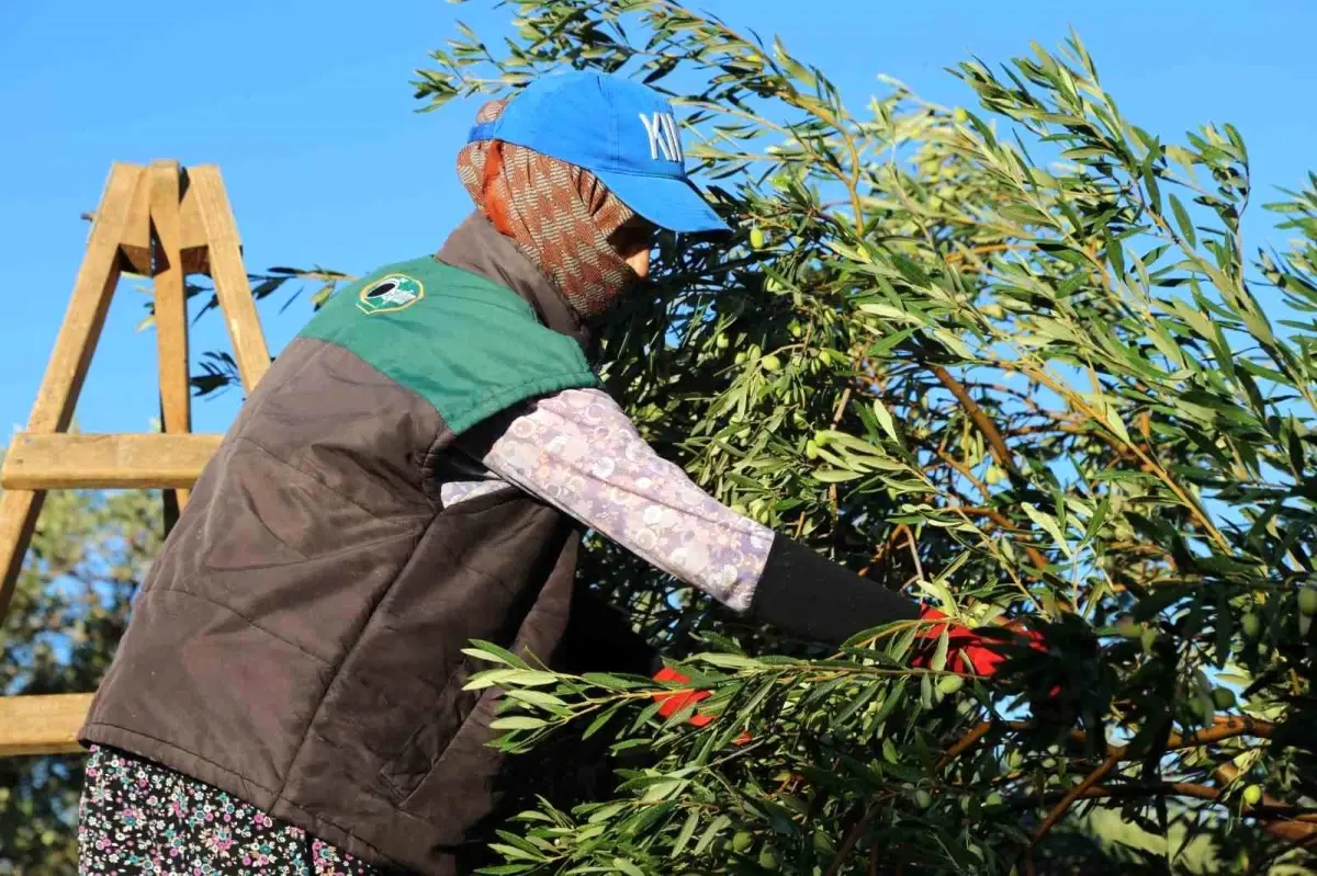 Ayvalık’ta Dualı Zeytin Hasadı Başladı