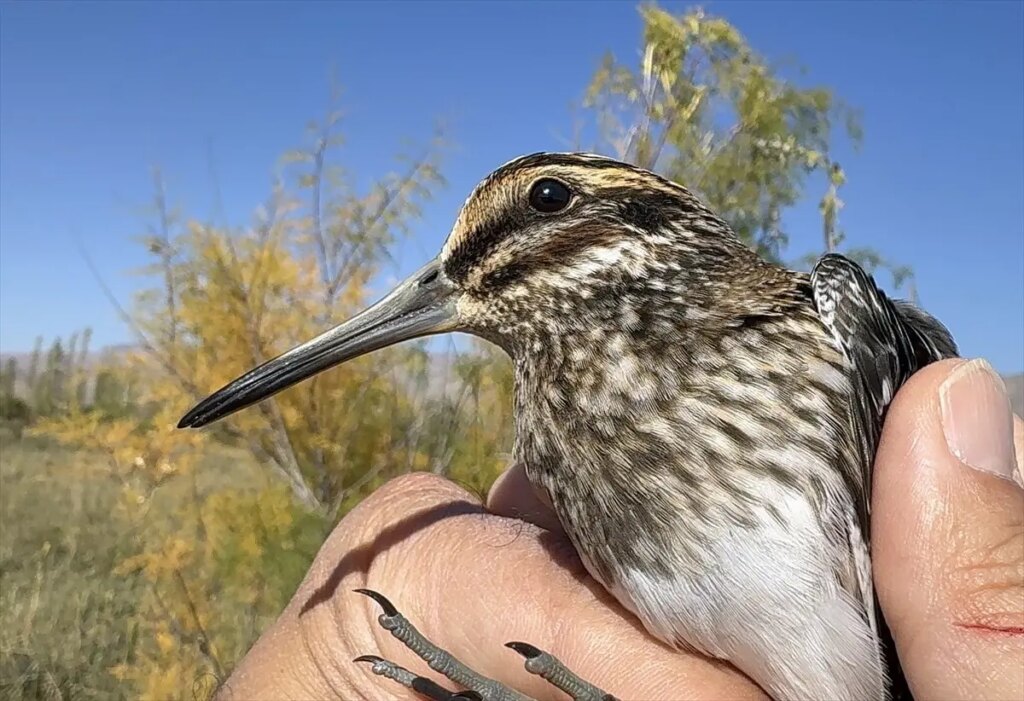 nadir kus kucuk sucullugu igdirda halkalandi lUrJx813.jpg