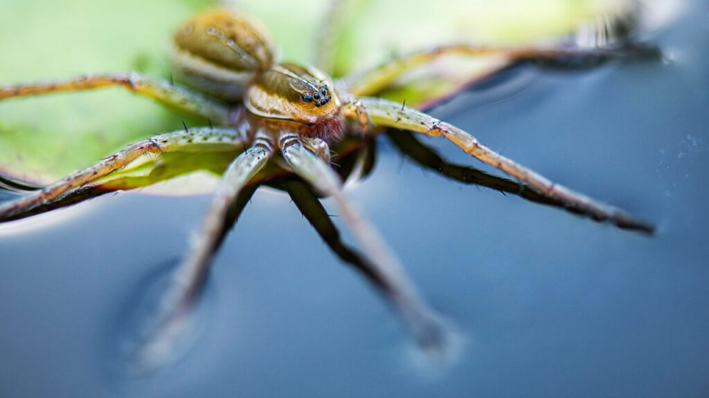 orumcek fobisi olanlari daha da korkutacak haber balik avlayan orumcekler mbYT9xeL.jpg