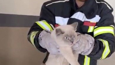 Osmaniye’de kedi kurtarma operasonu