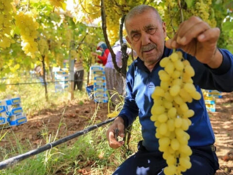 Üzüm fiyatları üreticiyi zora soktu uzum fiyatlari ureticiyi zora soktu 3w25m1iq.jpg