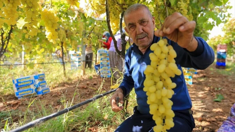 Üzüm fiyatları üreticiyi zora soktu uzum fiyatlari ureticiyi zora soktu 3w25m1iq.jpg