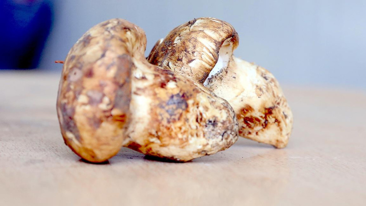 adanada sedir mantari cikti japonlar yogun ilgi gosteriyor WF16MkF4.jpg