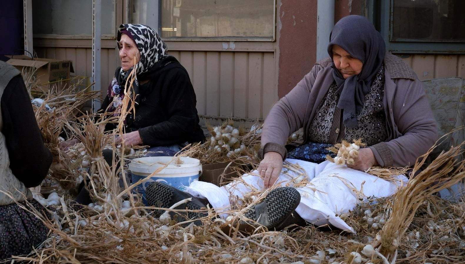 beyaz altin olarak biliniyor hasat sonrasi yogun mesai hTQQGDy3.jpg