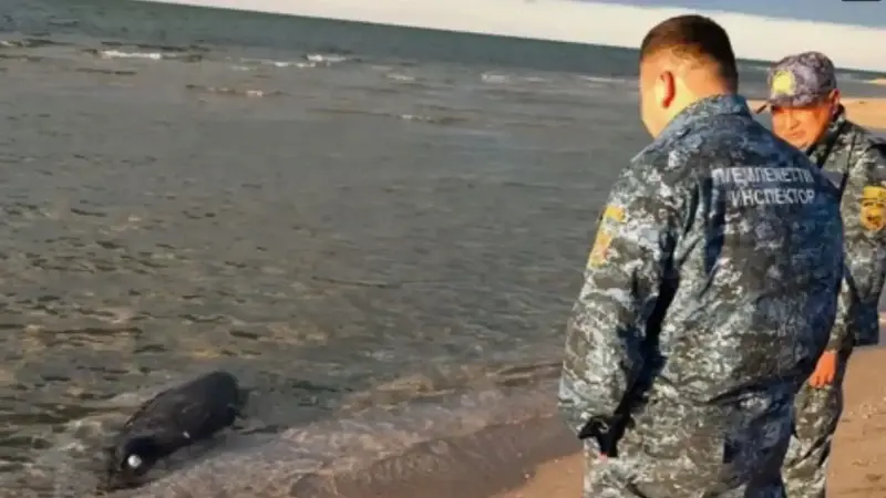 Kazakistan’ın Hazar Denizi kıyısında 100’den fazla fok ölü bulundu kazakistanin hazar denizi kiyisinda 100den fazla fok olu bulundu 4qdFYycw.webp