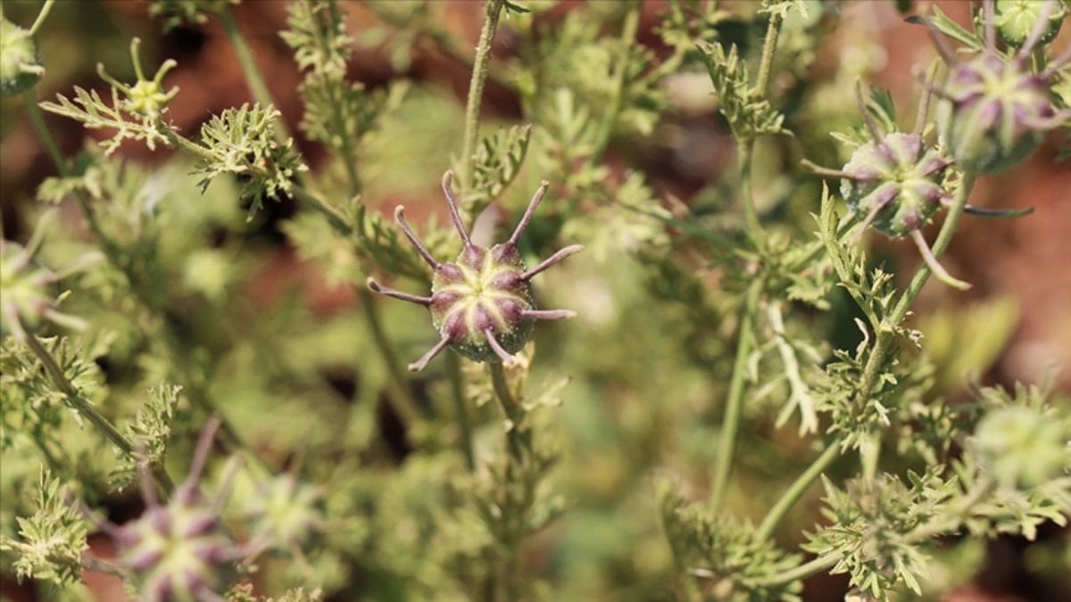 Peygamberimizin Şifa Kaynağı Olarak Övdüğü Çörek Otu: Günlük Tüketim Önerileri
