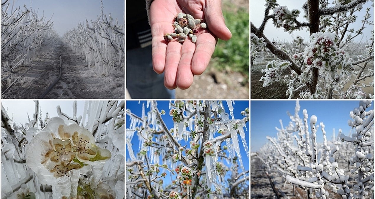 Zirai don alarmı: Üreticilere kritik uyarı ve önlem çağrısı