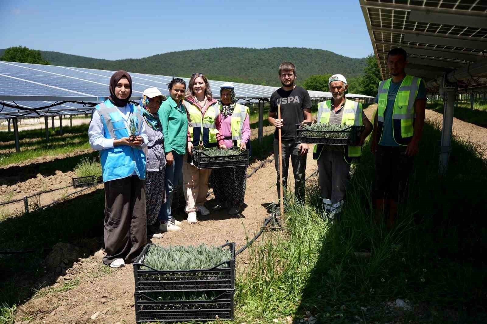 Samsun’da Güneş Enerjisi ve Tarımın Birleşimi: Agrivoltaik Projeler