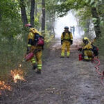 Fransadaki fontainebleau ormaninin yuzde 10u kule dondu uPuZf8nD